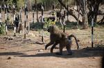 Monkeys -047.jpg
