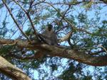 Monkeys -054.jpg
