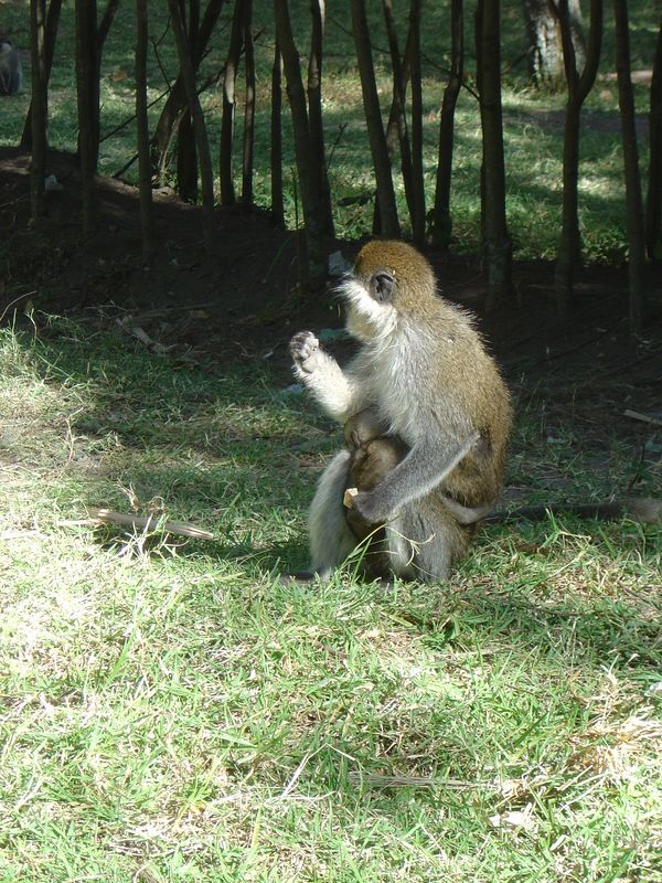 Monkeys -062.jpg