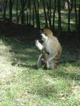 Monkeys -062.jpg