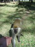 Monkeys -067.jpg