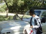 Monkeys -074.jpg