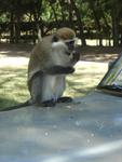 Monkeys -075.jpg