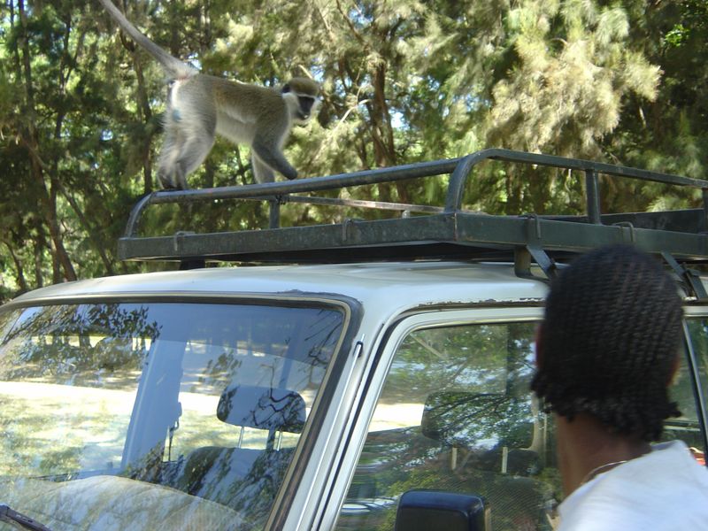Monkeys -076.jpg