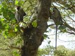 Monkeys -087.jpg
