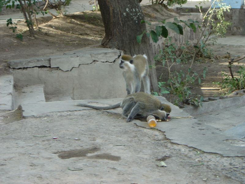 Monkeys -094.jpg