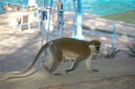 Monkeys -099.jpg