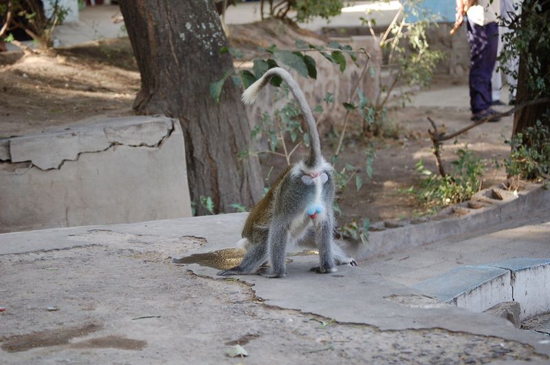 Monkeys -100.jpg