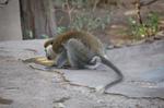 Monkeys -103.jpg