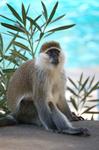 Monkeys -107.jpg