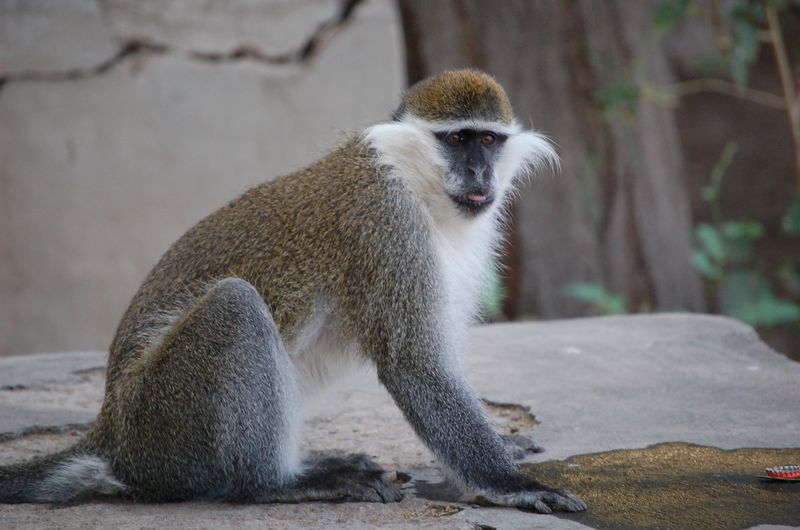 Monkeys -112.jpg