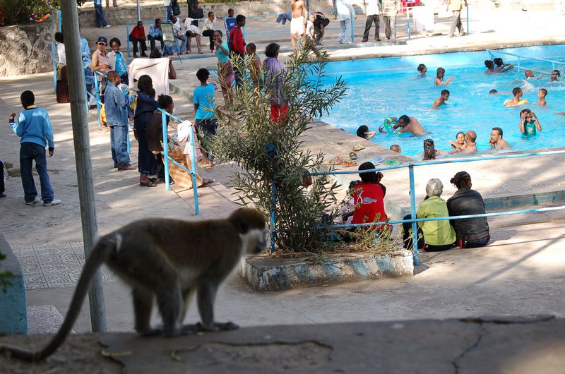 Monkeys -113.jpg