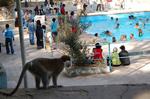 Monkeys -113.jpg
