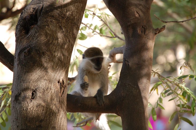 Monkeys -114.jpg