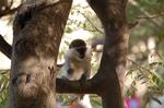 Monkeys -114.jpg
