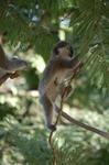 Monkeys -129.jpg