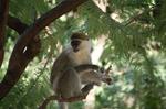 Monkeys -130.jpg