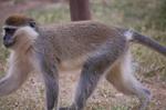 Monkeys -136.jpg