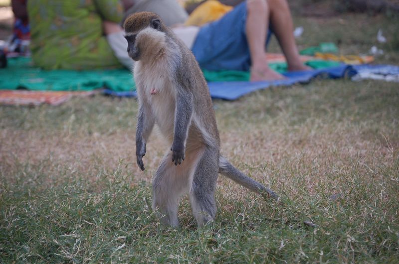 Monkeys -138.jpg