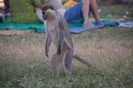 Monkeys -138.jpg
