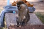 Monkeys -140.jpg