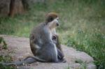 Monkeys -141.jpg