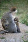 Monkeys -142.jpg