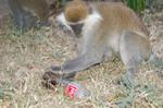 Monkeys -163.jpg