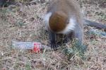 Monkeys -166.jpg