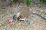 Monkeys -168.jpg