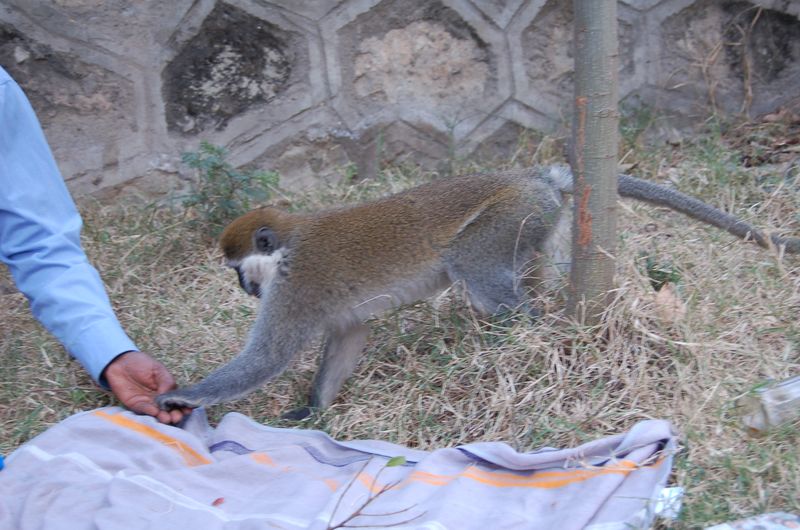 Monkeys -169.jpg
