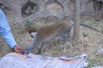 Monkeys -169.jpg