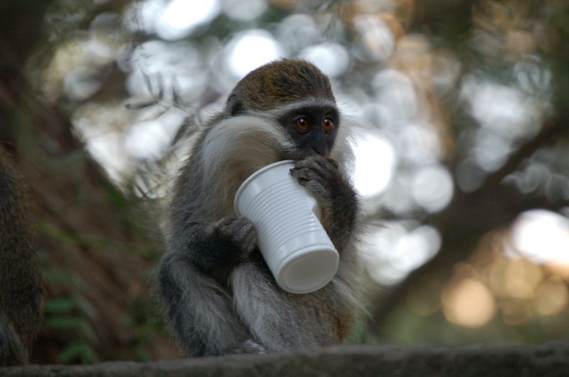 Monkeys -176.jpg