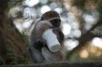 Monkeys -176.jpg