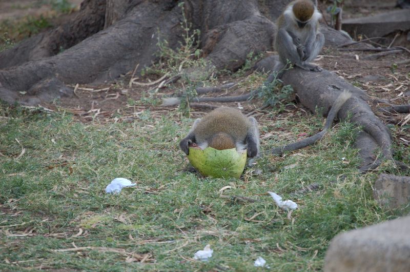 Monkeys -182.jpg