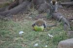 Monkeys -182.jpg