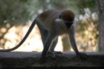 Monkeys -184.jpg