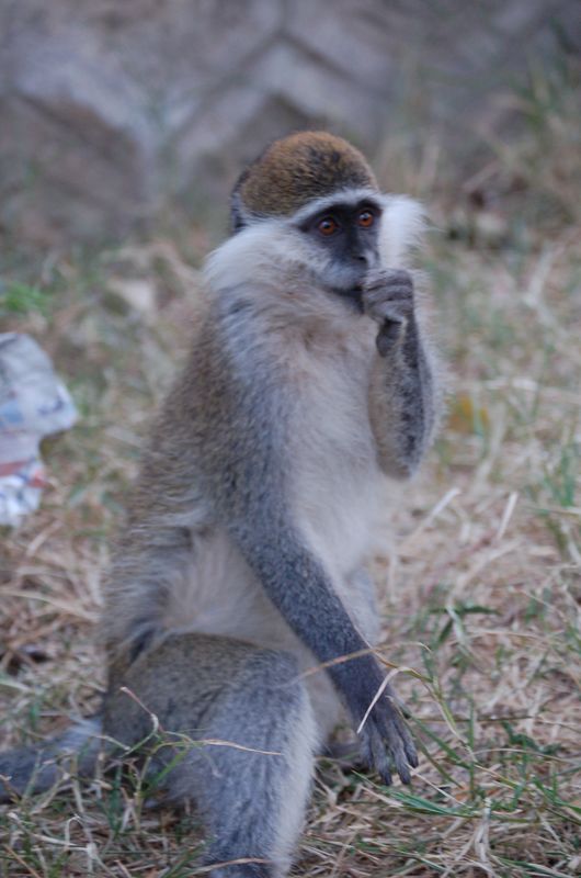 Monkeys -192.jpg