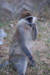 Monkeys -192.jpg