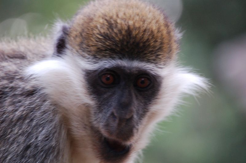 Monkeys -207.jpg