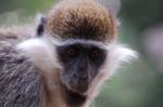 Monkeys -207.jpg