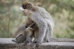 Monkeys -223.jpg