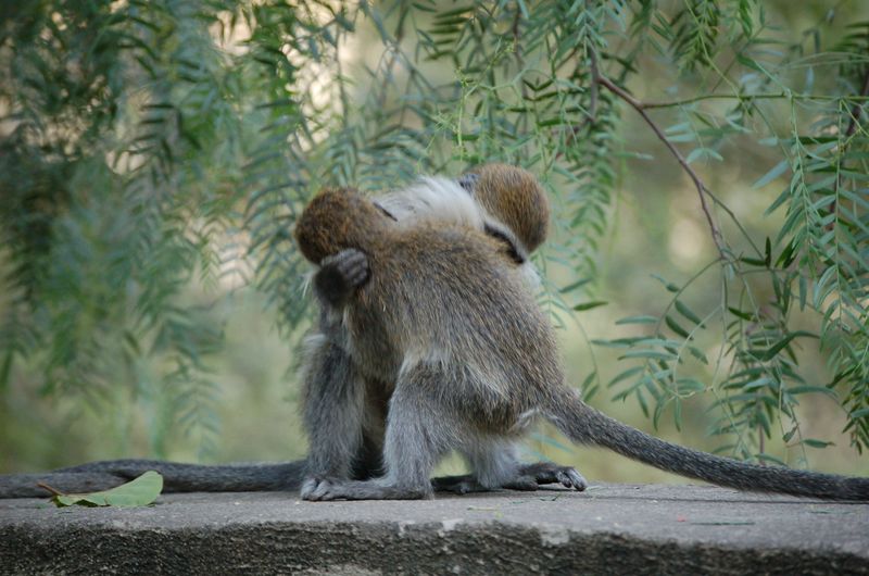 Monkeys -225.jpg