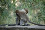 Monkeys -225.jpg