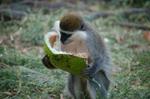 Monkeys -247.jpg
