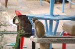 Monkeys -253.jpg
