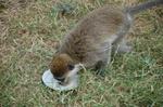 Monkeys -259.jpg