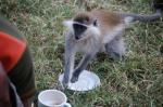 Monkeys -279.jpg