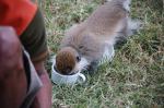 Monkeys -280.jpg