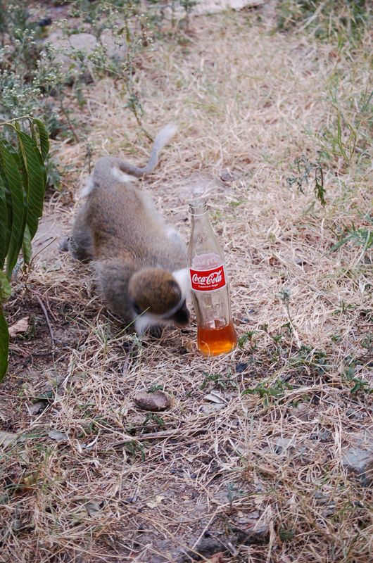 Monkeys -287.jpg